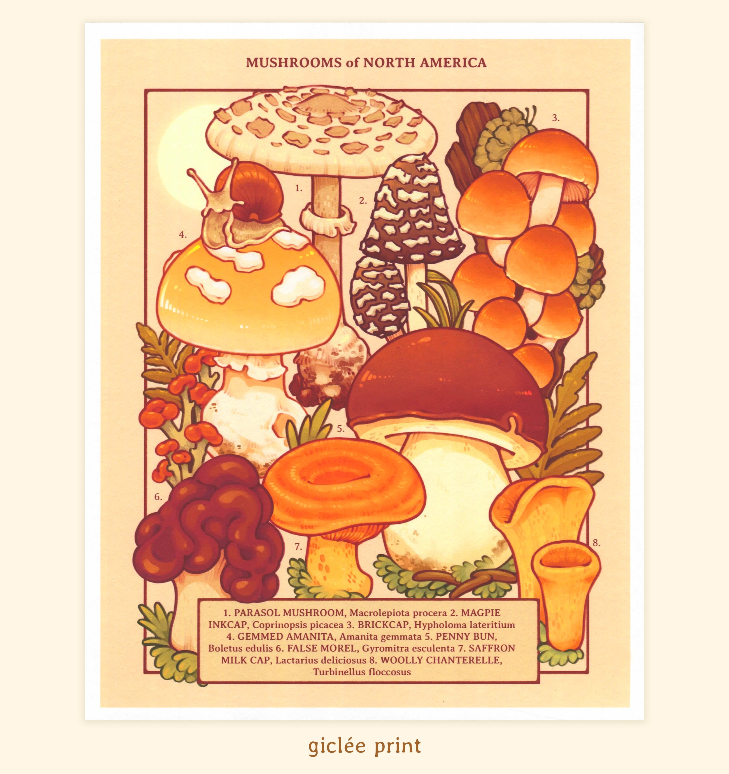 Mushrooms of North America Print — Lianne Pflug